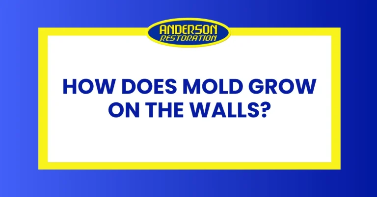 a featured image about mold on walls and how they grow