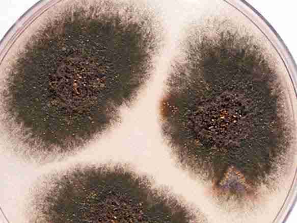 A picture illustration of how Aspergillus Mold looks like for the blog "10 Common Types of Mold in Houston Homes"