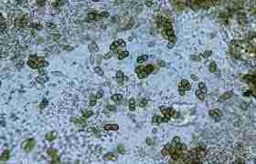 A picture illustration of how Aureobasidium Mold looks like for the blog "10 Common Types of Mold in Houston Homes"