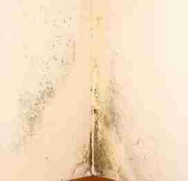 A picture illustration of how Chaetomium Mold looks like for the blog "10 Common Types of Mold in Houston Homes"