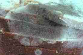 A picture illustration of how Penicillium Mold looks like for the blog "10 Common Types of Mold in Houston Homes"
