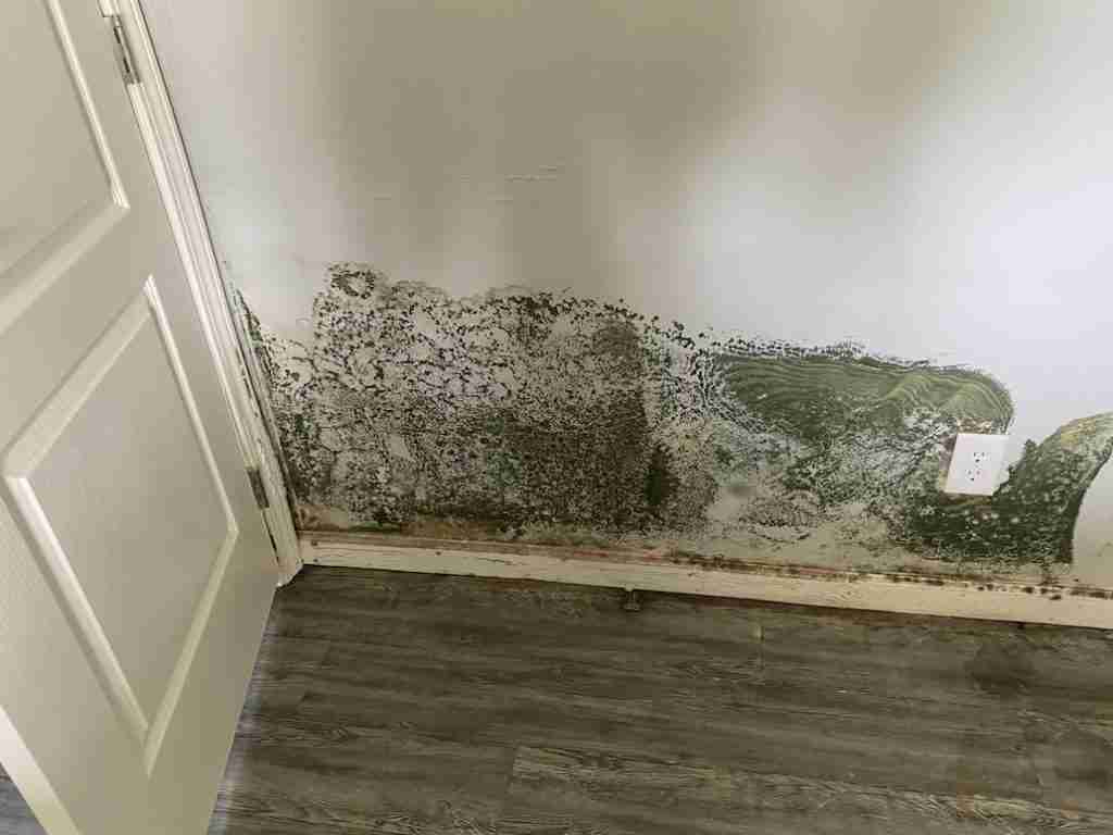 Penicillium (green mold) on a wall in cypress, TX home.