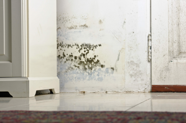 Black mold growing on the lower part of a white wall near a door and cabinet, with visible water damage and discoloration on the wall and floor tiles.