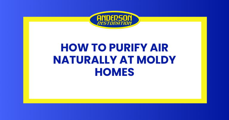 a featured infographics image that represents the blog "How to Purify Air Naturally at Moldy Homes" written by Anderson Restoration experts