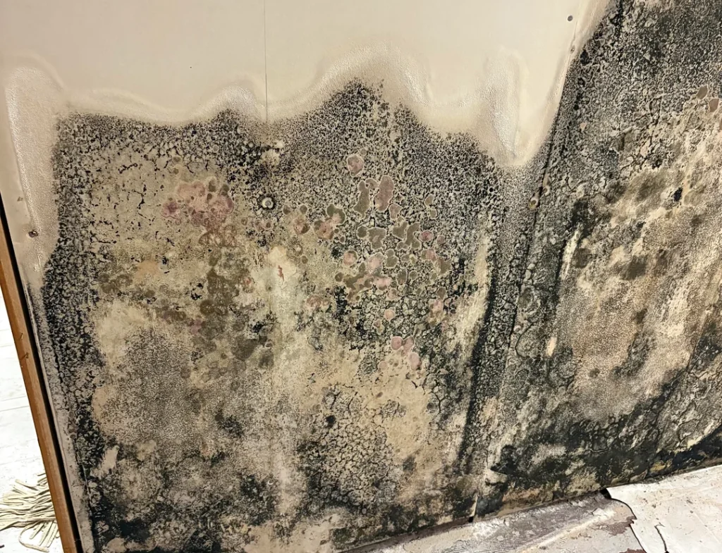 Severe black and green Penicillium mold growth on the lower portion of an interior wall due to water damage.