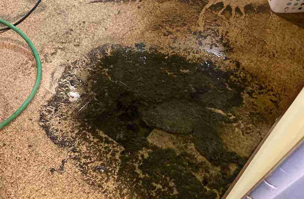 Dirty water damage on floor with dark sewage-like stain and a green hose nearby.