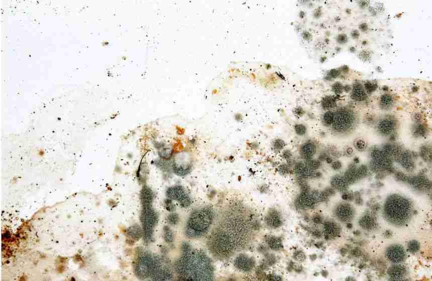 Mold Inspection costs & prices in Houston depends on several factors, but most homeowners can expect to spend: Small homes or condos: $300–$450 Larger homes (over 4,000 ft²): $700–$1,000+ Black mold testing add-ons: $200–$300
