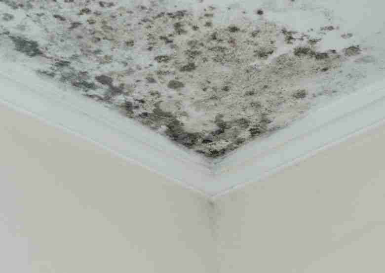 A white ceiling corner in Houston covered with heavy black and gray mold spots. This highlights the urgent need for effective mold removal near me in Houston to restore indoor safety and cleanliness.