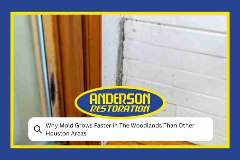 Why Mold Grows Faster in The Woodlands Than Other Houston Areas
