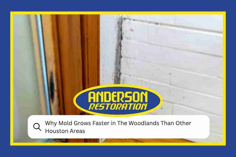 Why Mold Grows Faster in The Woodlands Than Other Houston Areas
