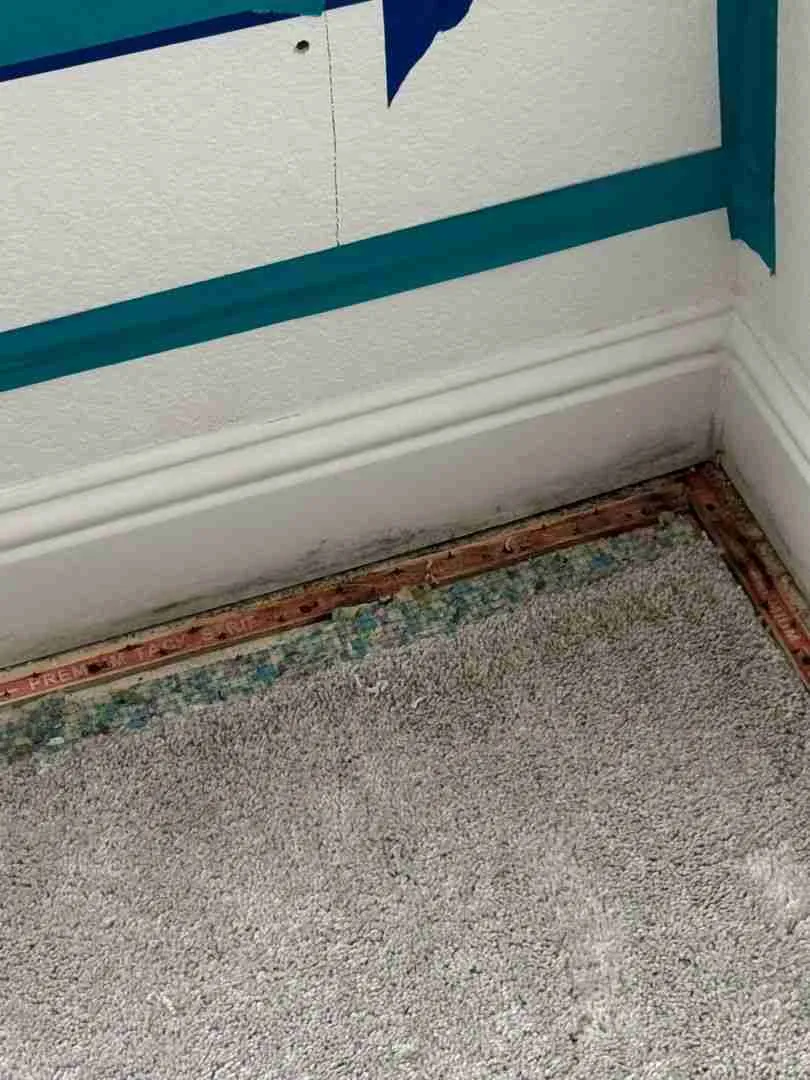 Mold spreading along the baseboard and edge of carpet in a Houston home
