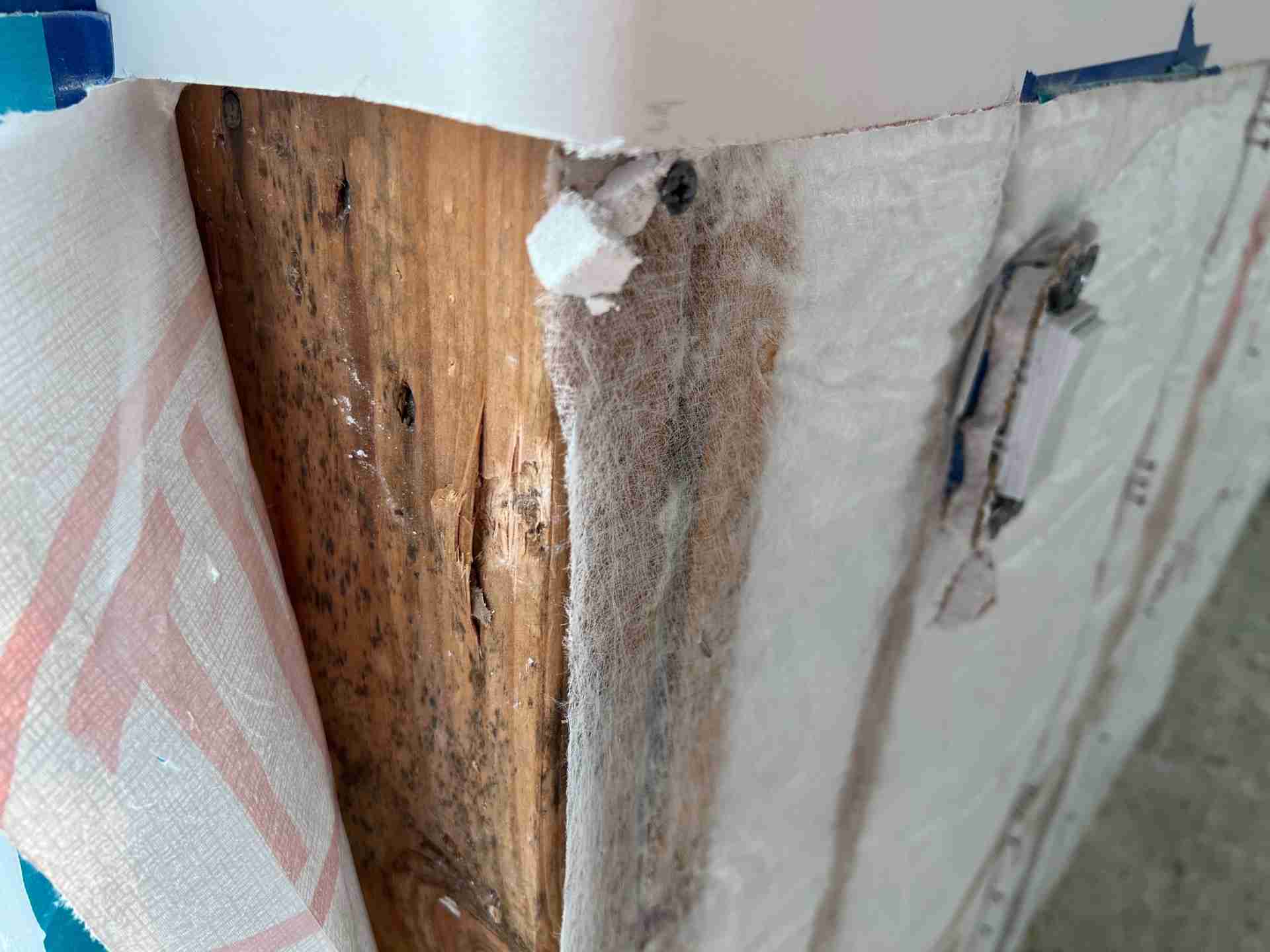 Mold growth on wall framing found behind finished surfaces during a water damage inspection in Bellaire TX