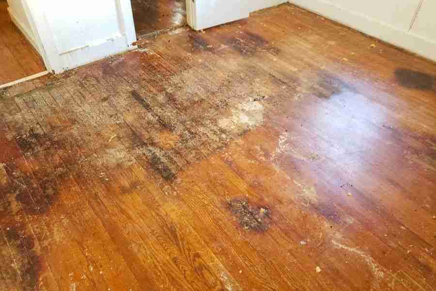 Water stained hardwood flooring with dark discoloration spreading across the planks in a Houston home